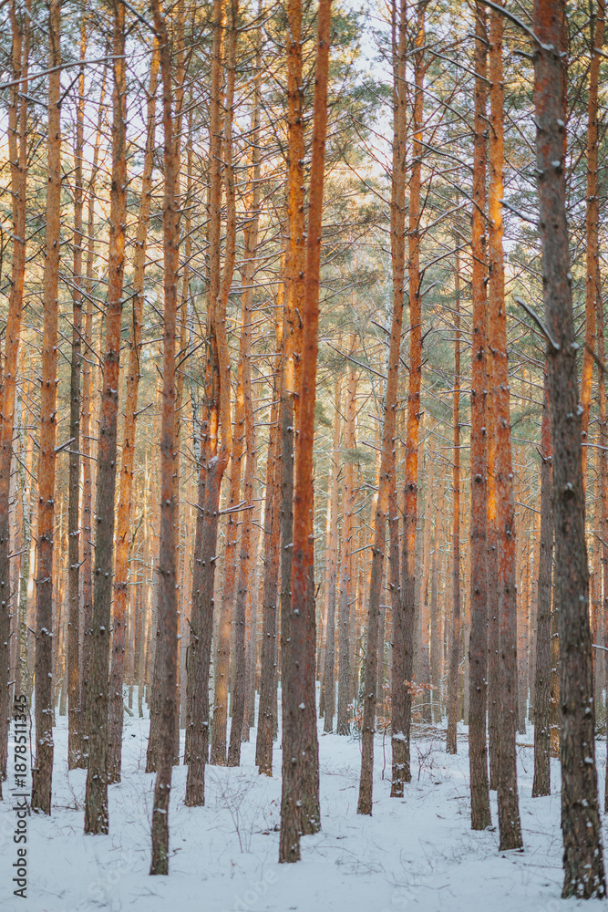 Fototapeta premium Snowy winter cold forest. Sun rays break through tree branches