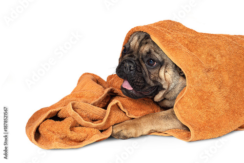 A French bulldog after a bath in an orange towel. Dog grooming.