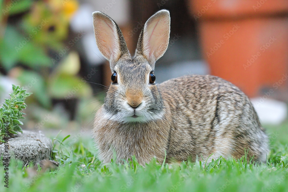 Fototapeta premium Rabbit resting in a grassy backyard garden on a sunny afternoon Generative AI