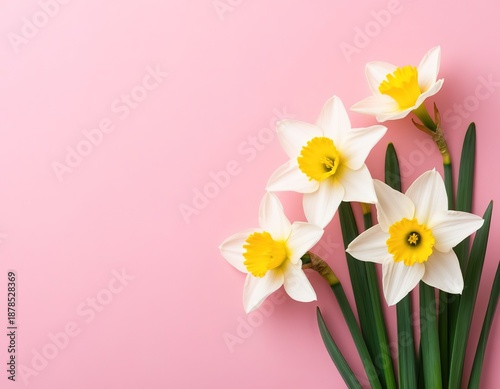 white daffodils on a pink background. Spring floral background with space for text. Template for an Easter card or banner