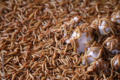 Group of superworm. A scatter of mealworm larvae, used for feeding birds, reptiles or fish,Filming,Stages of the meal worm the life cycle of a mealworm