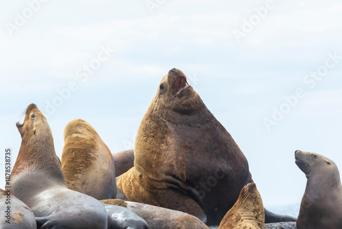 Fotografie Steller sea lion's rookery. Nevelsk, Sahalinskaya Oblast, Russia