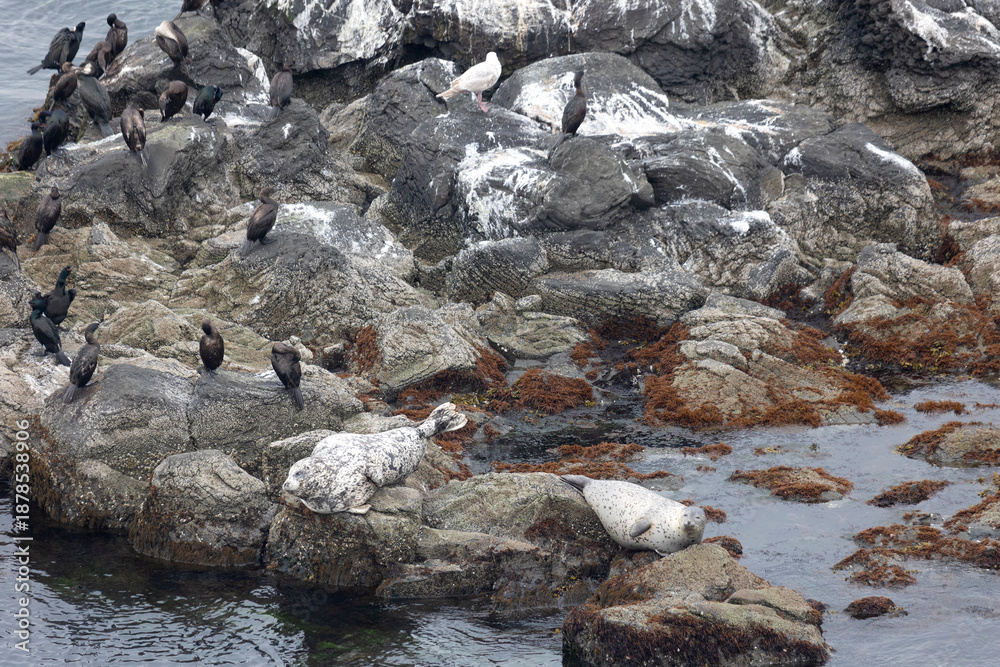 Obraz premium A seal and a ringed seal lie on the rocks, with cormorants perched nearby. Kunashir Island