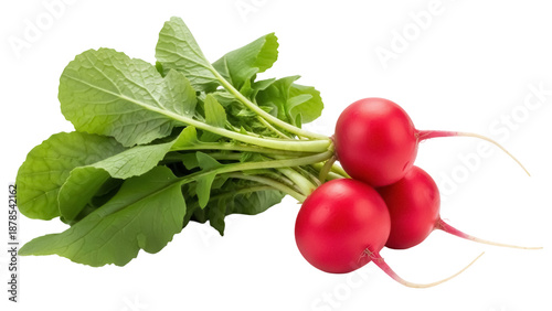Cuadro en lienzo Fresh red radishes with green leaves isolated PNG, vibrant root vegetables on tr