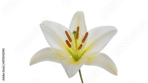 Quadro su tela Elegant white lily isolated PNG on transparent background, beautiful flower blos