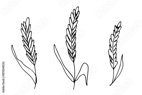 Set of hand drawn cereal wheat oat rye barley rice ears spikelet clipart Organic wheat bread agriculture farming harvest healthy food Single element for design print packaging label decor