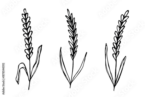 Set of hand drawn cereal wheat oat rye barley rice ears spikelet clipart Organic wheat bread agriculture farming harvest healthy food Single element for design print packaging label decor