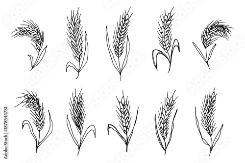 Set of hand drawn cereal wheat oat rye barley rice ears spikelet clipart Organic wheat bread agriculture farming harvest healthy food Single element for design print packaging label decor