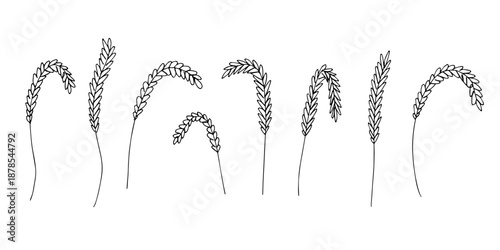 Set of hand drawn cereal wheat oat rye barley rice ears spikelet clipart Organic wheat bread agriculture farming harvest healthy food Single element for design print packaging label decor