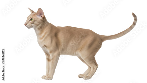 Bild auf Leinwand Elegant cream tabby Oriental Shorthair cat isolated PNG, graceful feline with sl