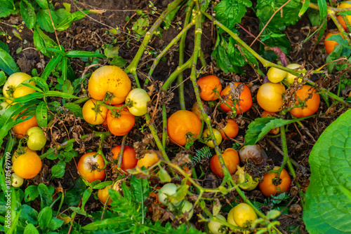 Ripe and unripe tomatoes fallen on garden soil among green plants