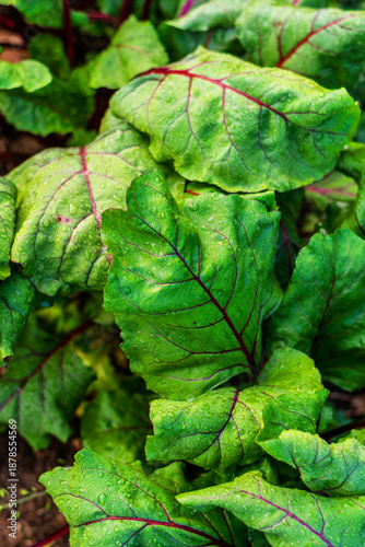 Fresh green beet leaves with red veins covered in morning dew