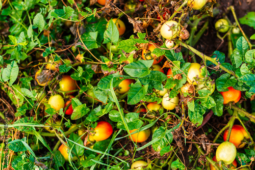 Ripe and unripe tomatoes growing among dense green garden foliage