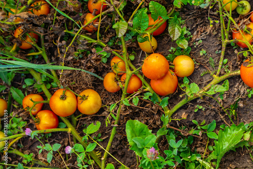 Fresh orange tomatoes scattered on the ground among withered vines and weeds