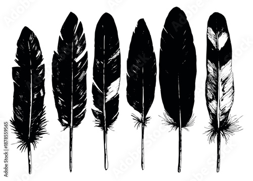Hand drawn feather set featuring various black and white plumes for decorative design