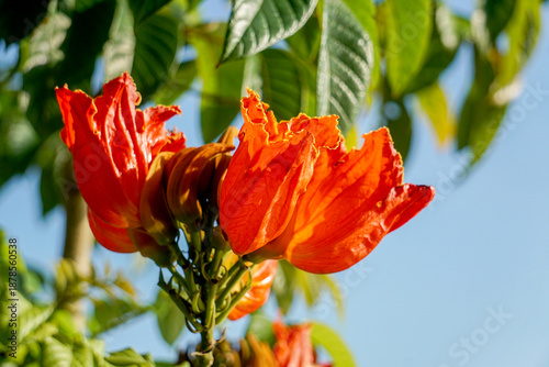 Beautiful Spathodea flowers, African tulip tree. Spathodea campanulata. among green leaves and other blue sky background.