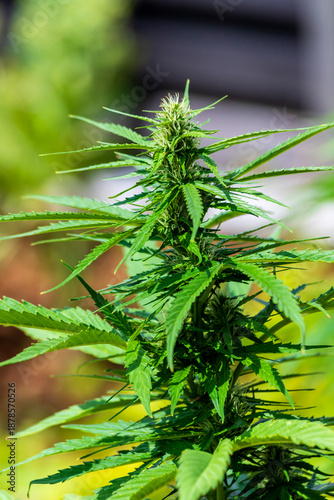 Cannabis hemp plant outdoors for medical and recreational use in Germany