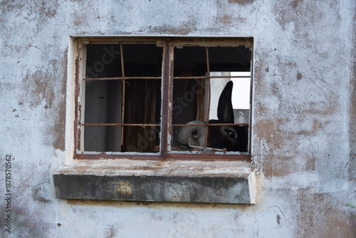Bild auf Leinwand Donkey peeking out of broken windows of an abandoned building