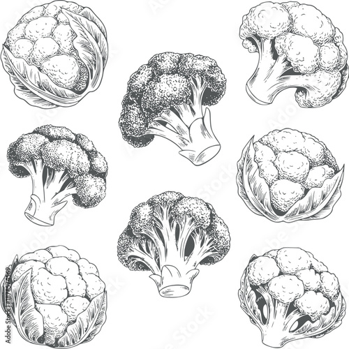 Detailed black and of broccoli and cauliflower in various angles and perspectives