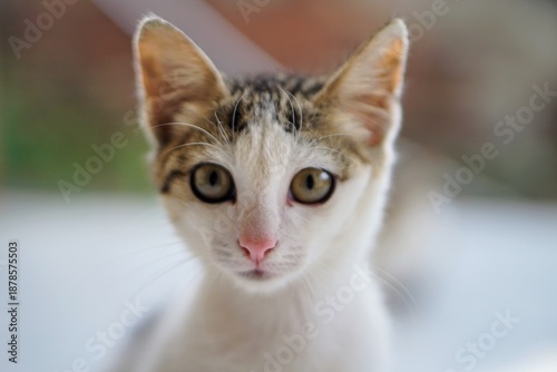 Wallpaper Mural Close-up portrait of a cute kitten's face with a sharp gaze and curious expression. Torontodigital.ca
