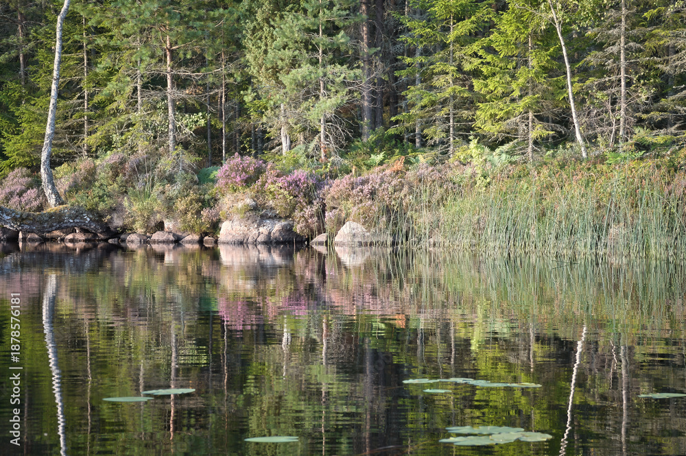 Obraz premium An idyllic lakeside landscape with coniferous trees and purple heather, perfectly reflected in the still waters of a lake. Peace and natural beauty at the edge of the forest.