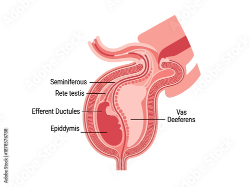 Diagram illustrating sections of the male reproductive duct system
