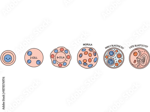 Diagram illustrating human embryonic development stages from zygote to late blastocyst