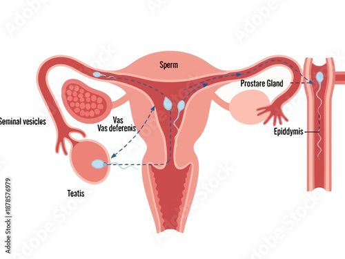 Diagram illustrating sperm path through male reproductive system structures
