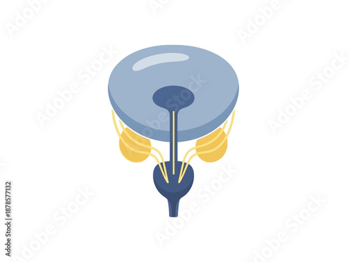 Stylized diagram of the male urinary bladder and prostate area