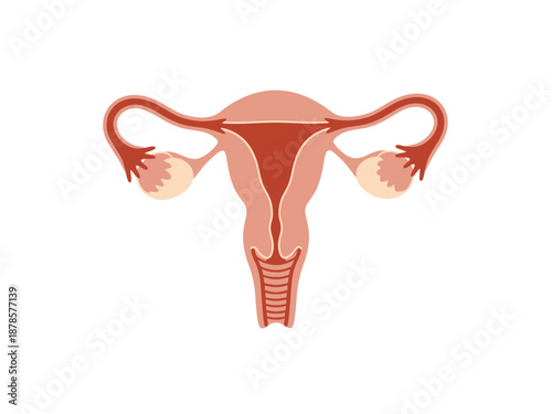 Stylized schematic illustration of the female reproductive system
