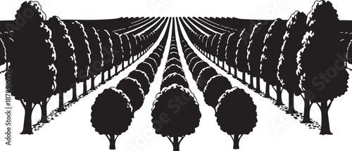 Orchard landscape with trees and rows of crops silhouette