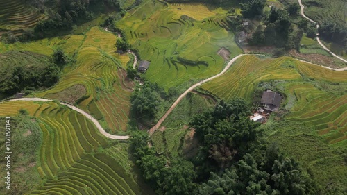 Asia, Vietnam , the famous terraced rice fields for rice production in Muong Hoa Valley , Lao Cai province , Sapa . the rice harvest in September with the iconic green and yellow rice fields 