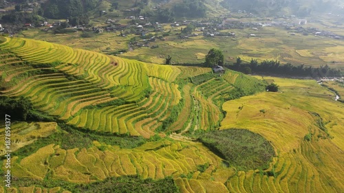 Asia, Vietnam , the famous terraced rice fields for rice production in Muong Hoa Valley , Lao Cai province , Sapa . the rice harvest in September with the iconic green and yellow rice fields 