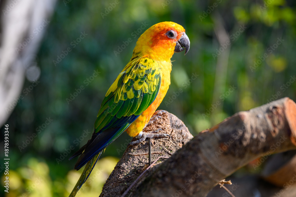 Naklejka premium The sun conure stands on a tree.