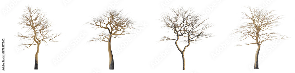 Obraz premium Set For bare trees in a row on white isolated on transparent background