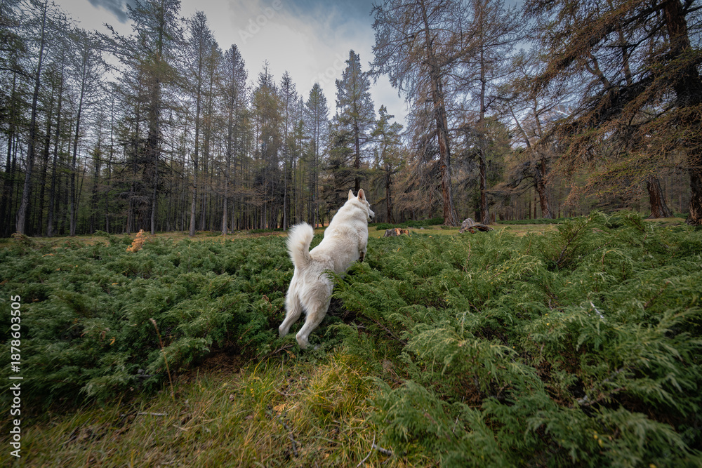 Fototapeta premium A large white dog hunts on a small juniper meadow in the Altai mountains, home to rodents. Surrounded by a coniferous forest shedding needles, the dog leaps into dense green vegetation.