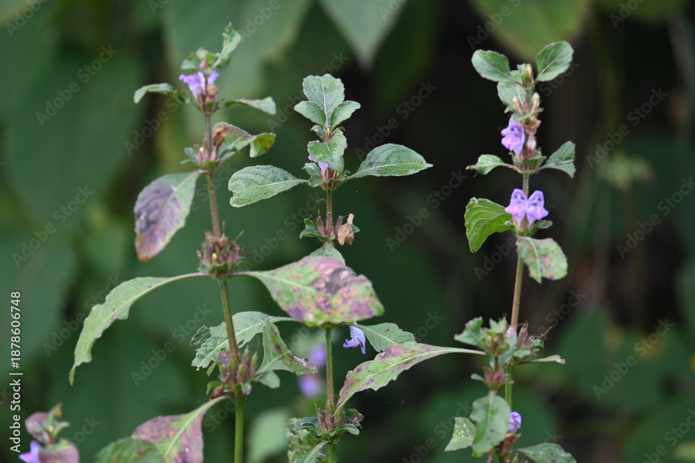 Naklejka premium Clinopodium acinos plants with flowers. Its common name is&nbsp;Acinos arvensis,&nbsp;basil thyme&nbsp;and&nbsp;spring savory. This is a species of&nbsp;flowering plant&nbsp;in the family&nbsp;Lamiaceae. 
