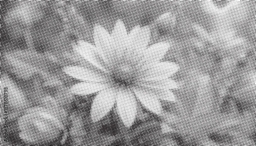 A bold halftone image of a daisy-like flower in black and white, conveying calm, natural beauty and artistic texture. Ideal for nature, design, and vintage stock projects