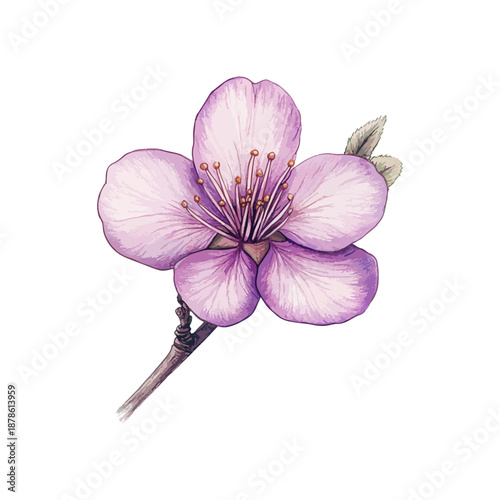 plum blossom hand drawn illustration