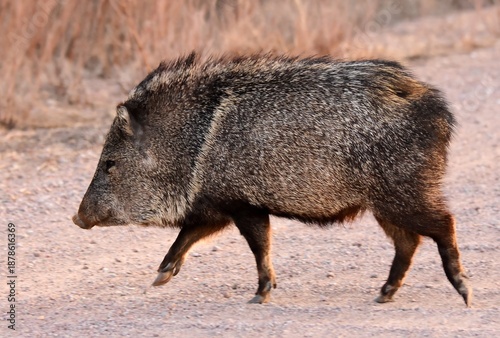 a wild   javelina crossing the road at dusk in winter   on the wildlife loop at the bosque del apache national  wildlife refuge near socorro, new mexico