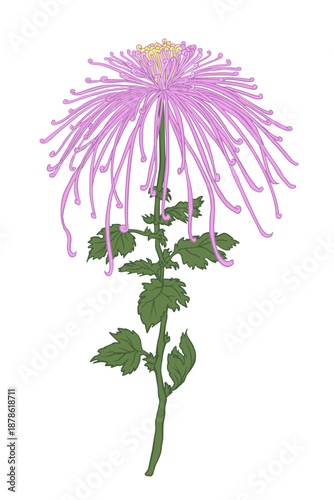 Elegant vector illustration of Japanese spider chrysanthemum in soft lavender, fine curling petals, verdant leaves. Perfect for botanical prints, stationery, packaging, web design.