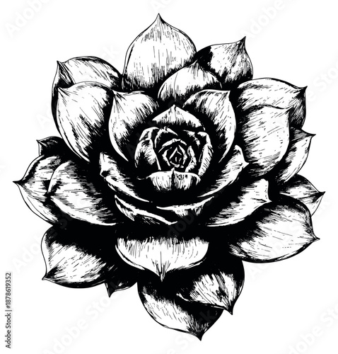 Hand drawn line art illustration of a succulent plant depicting a detailed blooming rosette for botanical decoration
