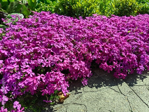 Pink subulate phlox grows in the garden, beautiful garden design.