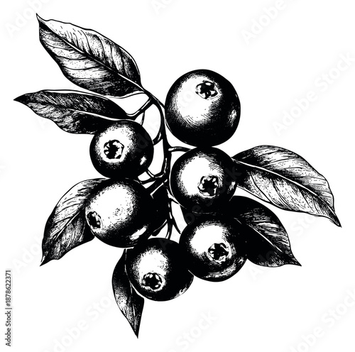 Hand drawn line art illustration of blueberries on a branch depicting natural growth for food and health designs