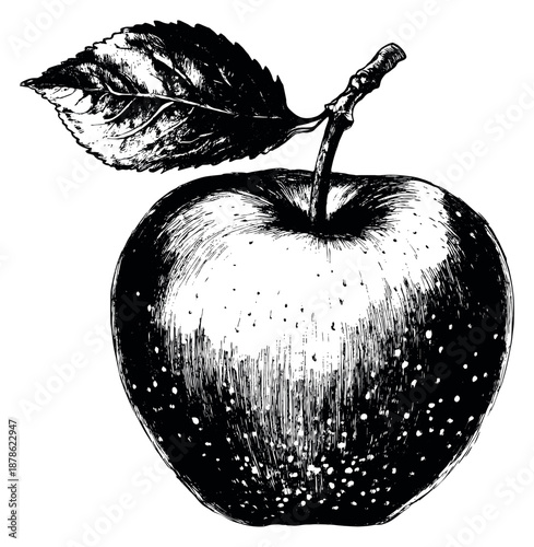 Hand drawn line art illustration of an apple depicting a natural fruit with a stem and leaf for food and healthy eating designs