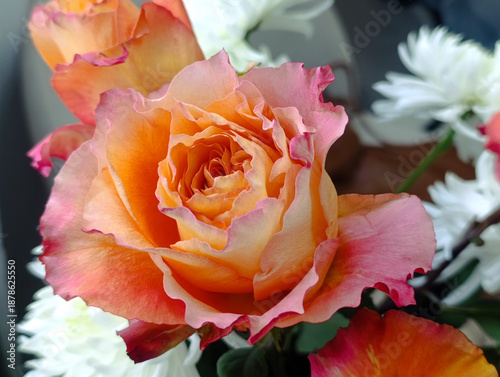 Close-up of an orange hybrid tea rose