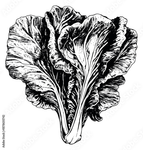 Hand drawn line art illustration of lettuce depicting fresh organic leaves for healthy food concepts