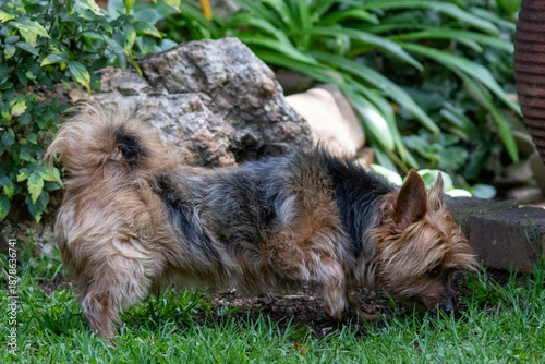 Billede på lærred Pet silky terrier hunting for lizards in a domestic harden
