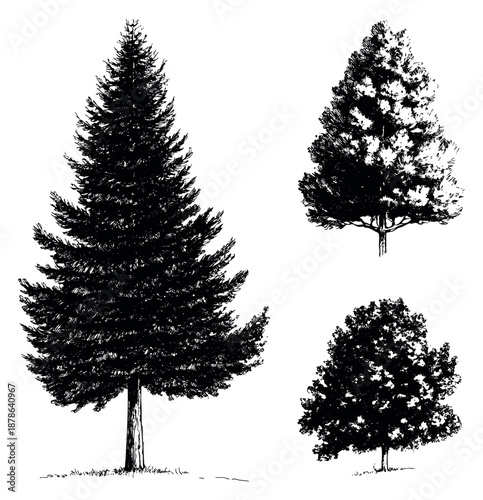 Hand drawn line art tree set featuring various evergreen and deciduous trees for nature design