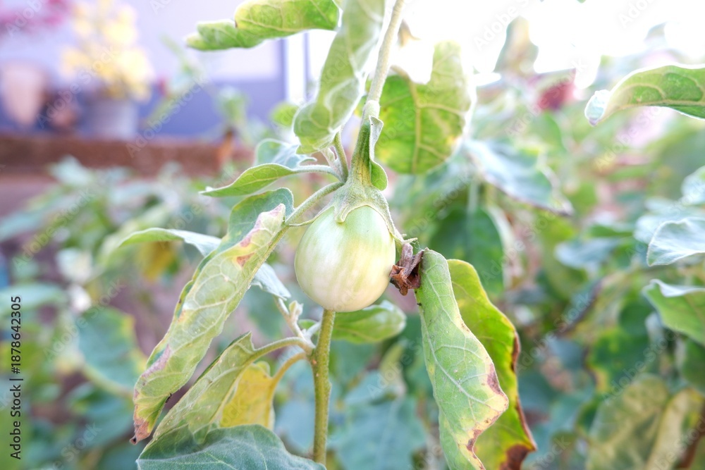 Obraz premium Green eggplant hanging from a branch.